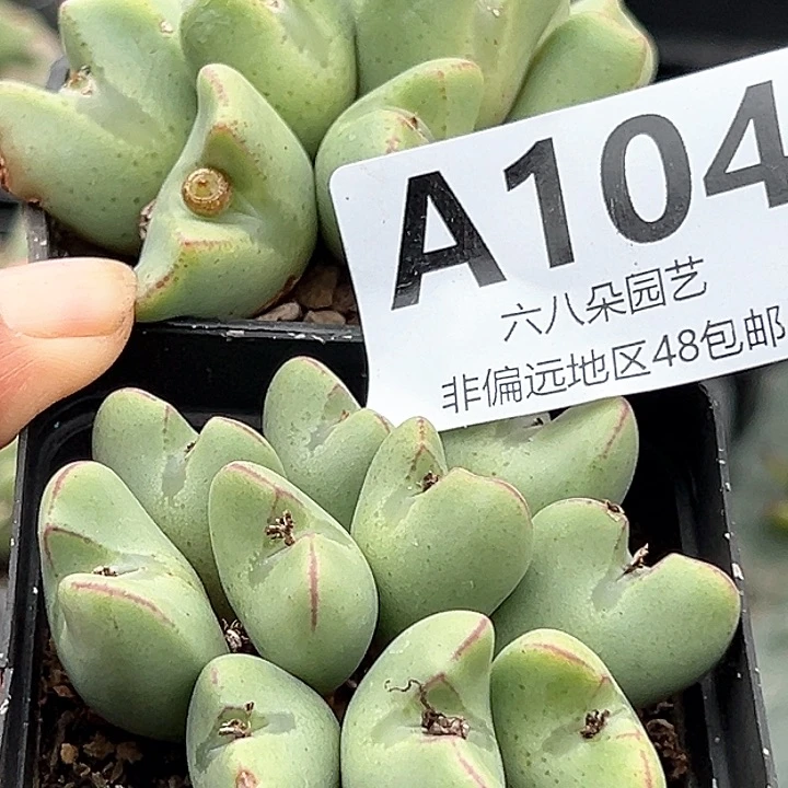 彼*花2盆少将11111111多肉