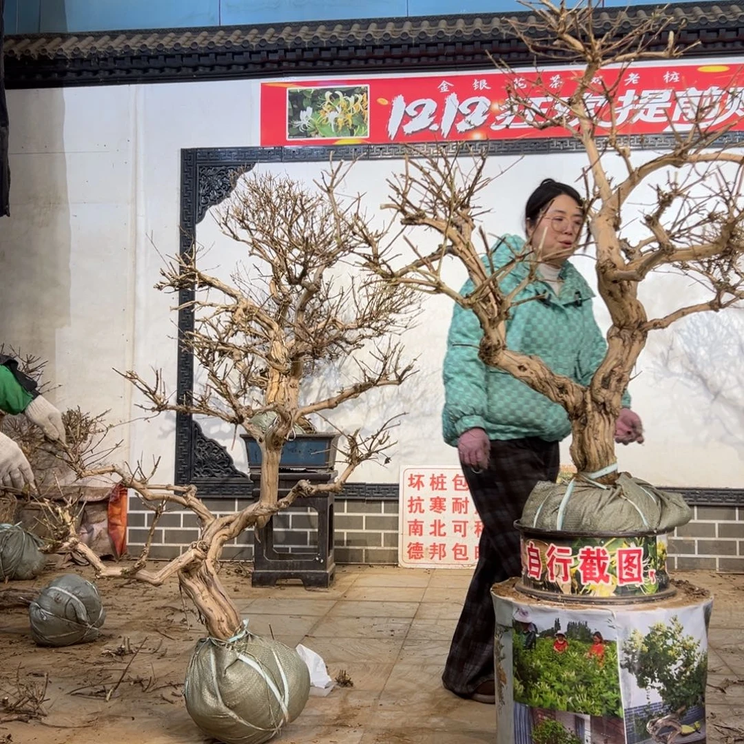 无花朵金银花88888