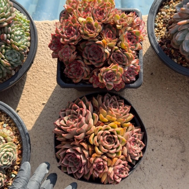 14厘米左右一物一拍的