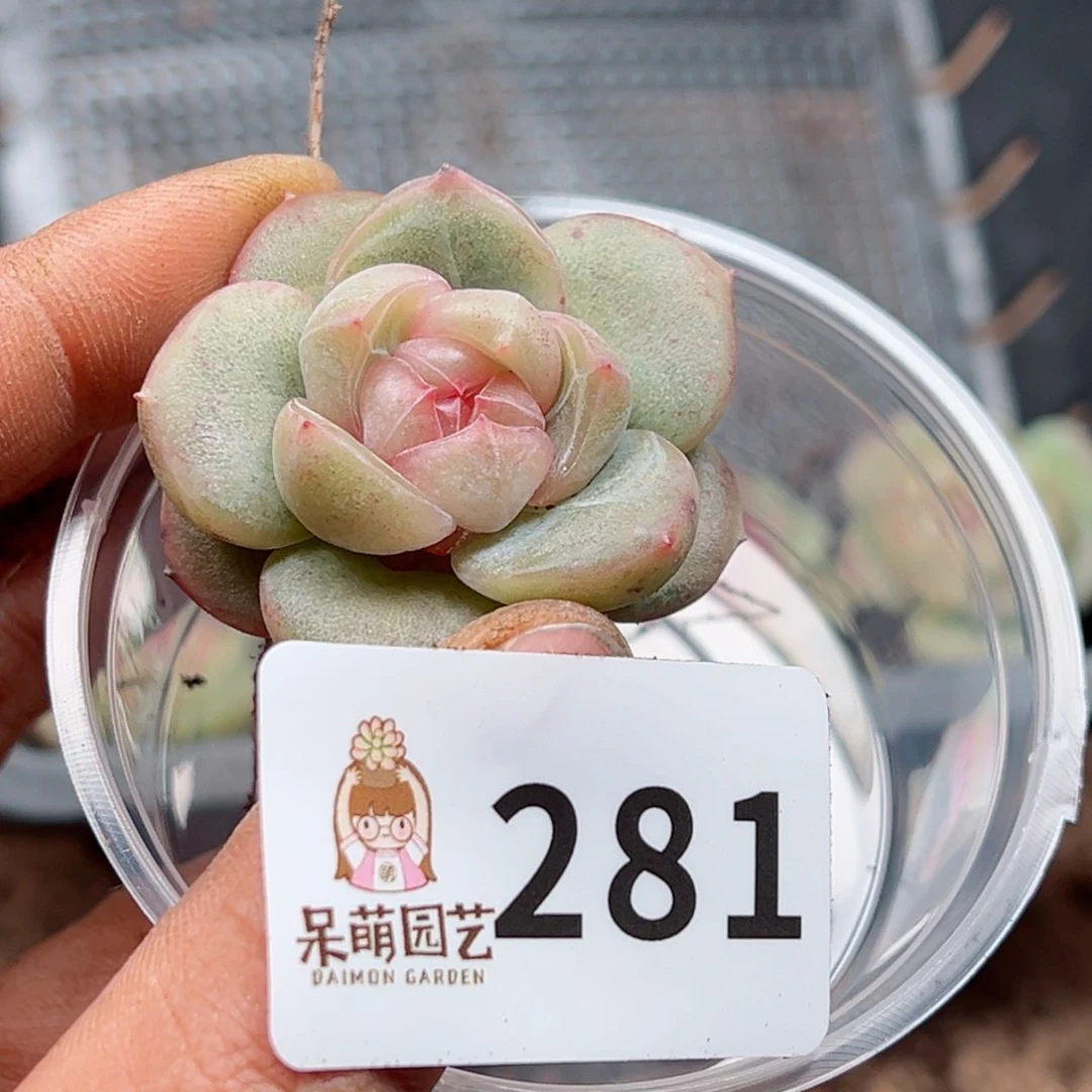 ?*多肉植物多肉植物