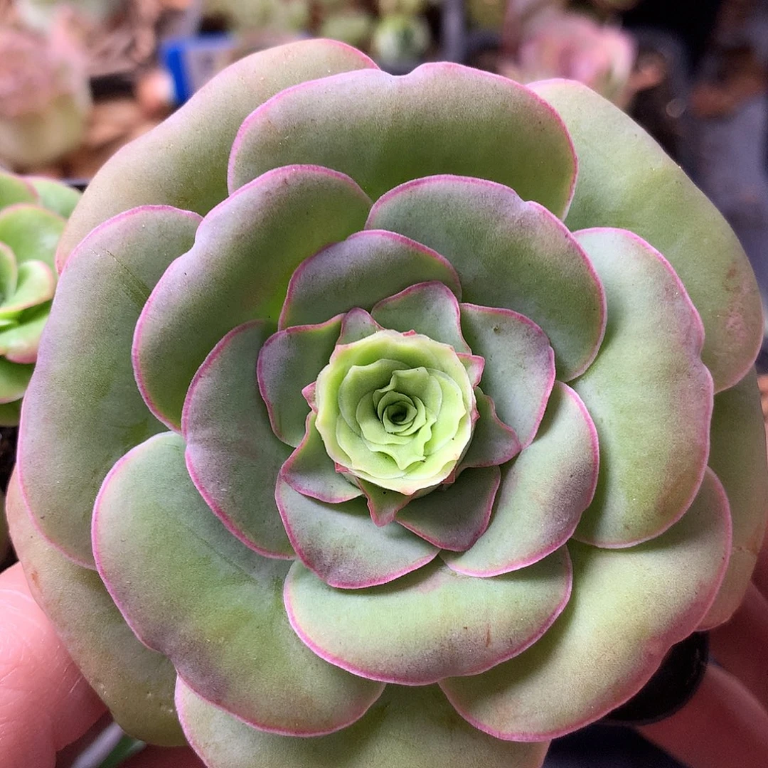 一物一拍星辰福利099