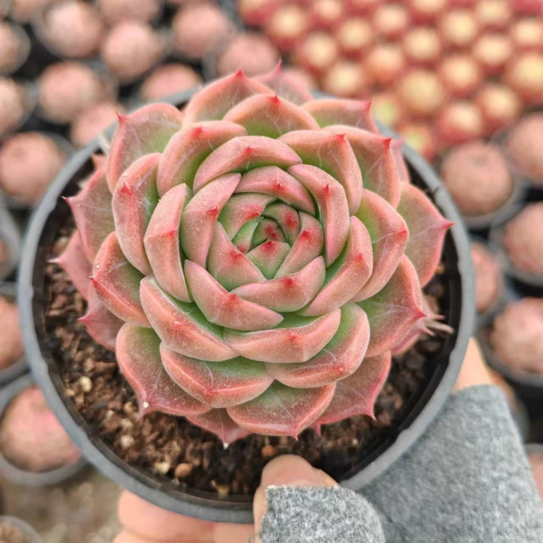 8#般若波罗蜜多肉植物    前男友精品多肉SM805②