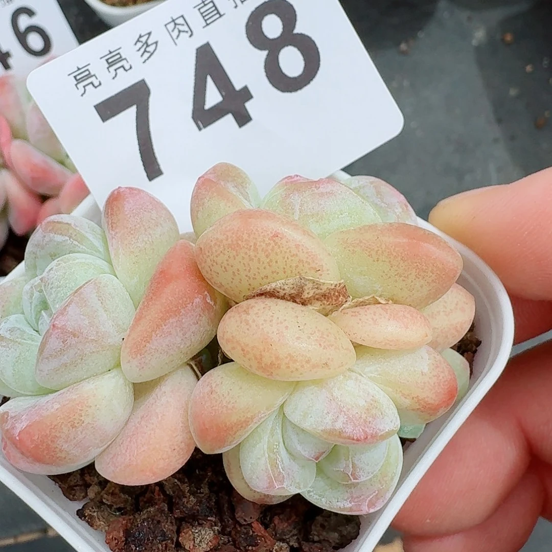 开播福利