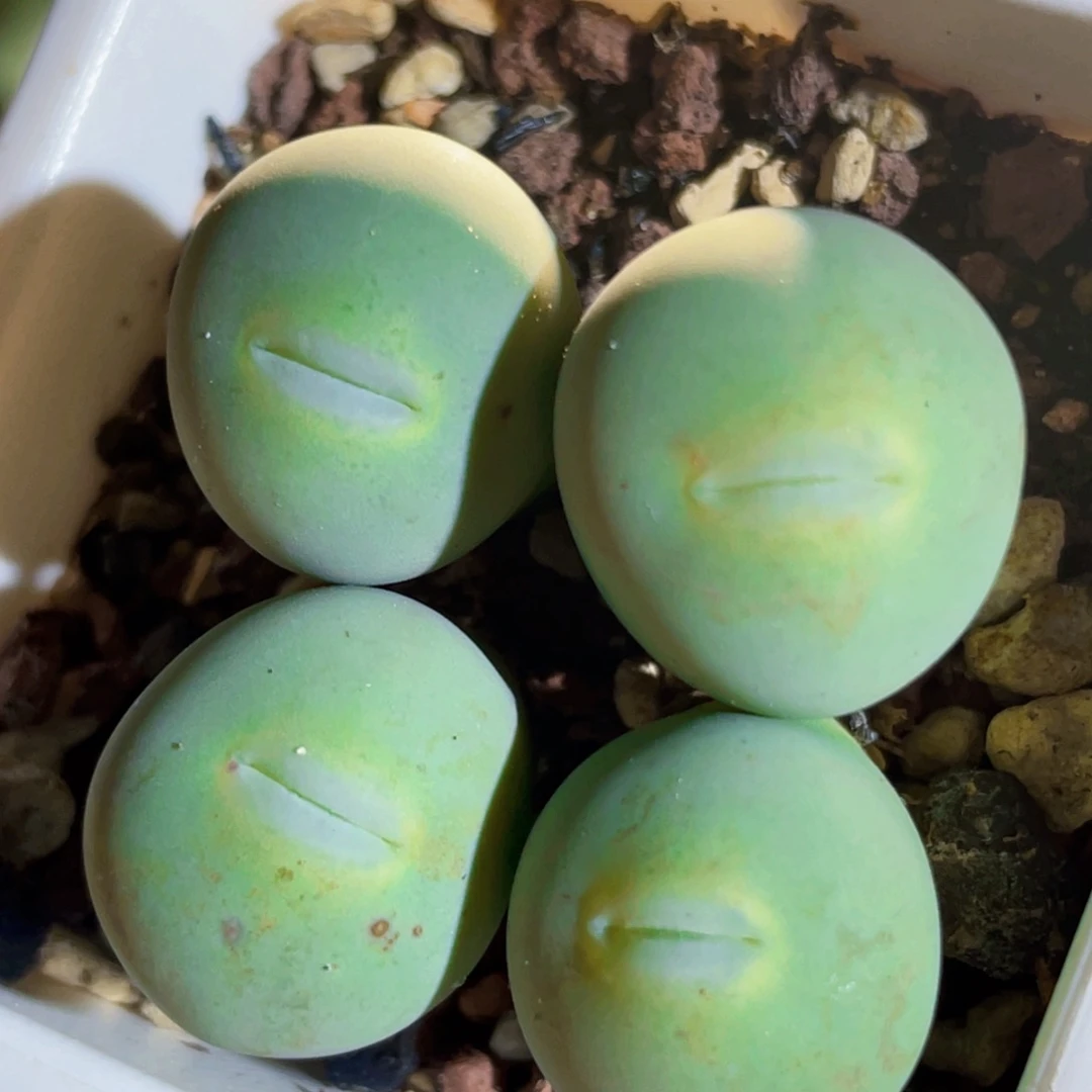 玻尿酸大嘴嘟嘟嘴植物一物一拍