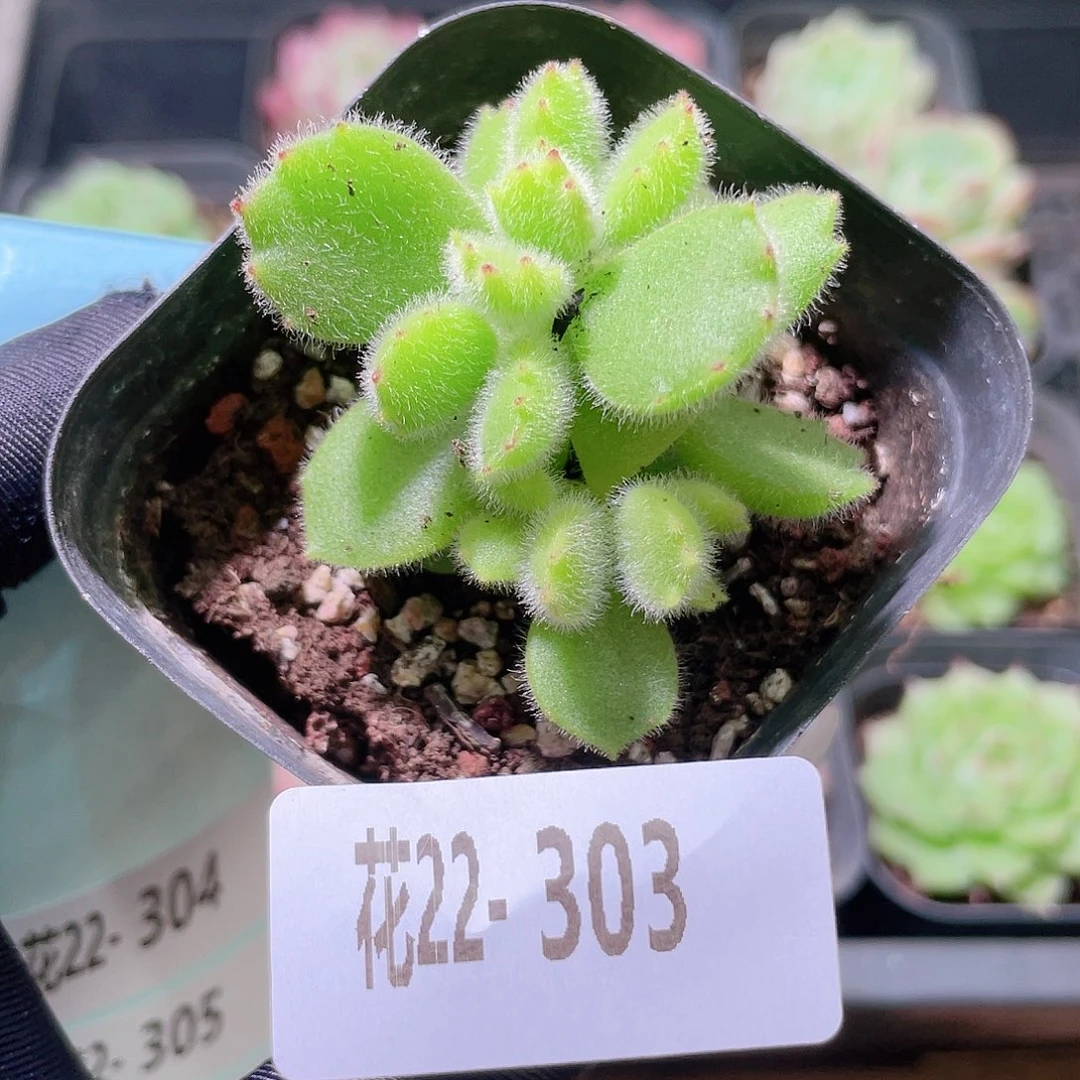 花利美22-303熊童子 不售后