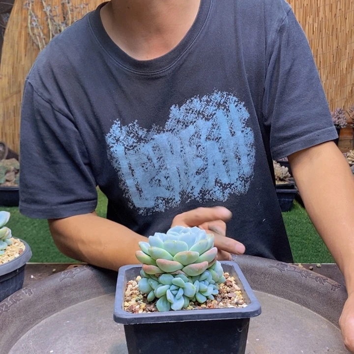 ****几567号冰玉多肉植物
