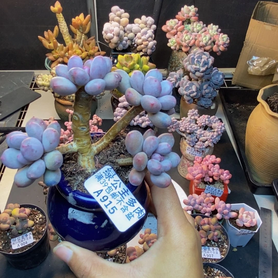 915仙子奶多肉7c m