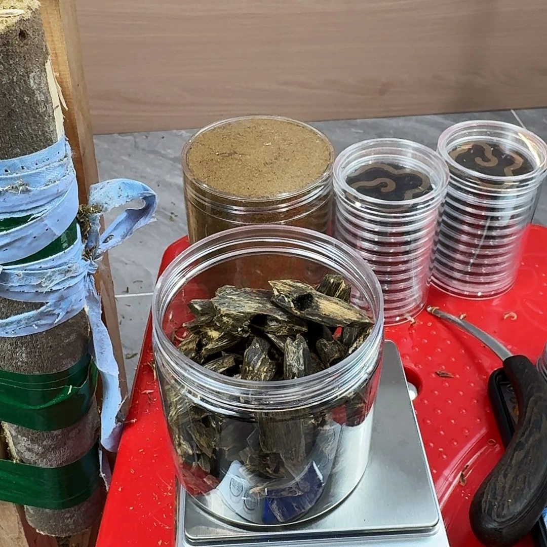 风***海香料绿奇楠陆河块料100克