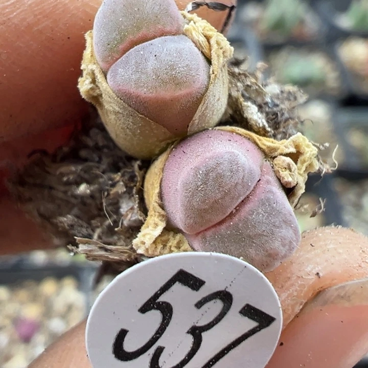 537号111111111111111