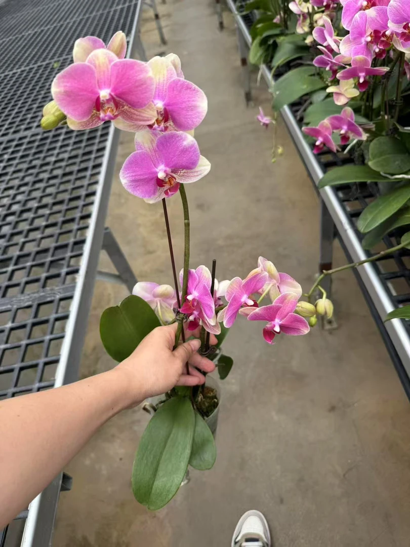 单梗多彩蜜桃蝴蝶兰，单颗带瑕疵品