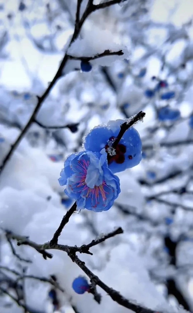 【梅花】淡雅蓝花生玉骨超稀有高端品种