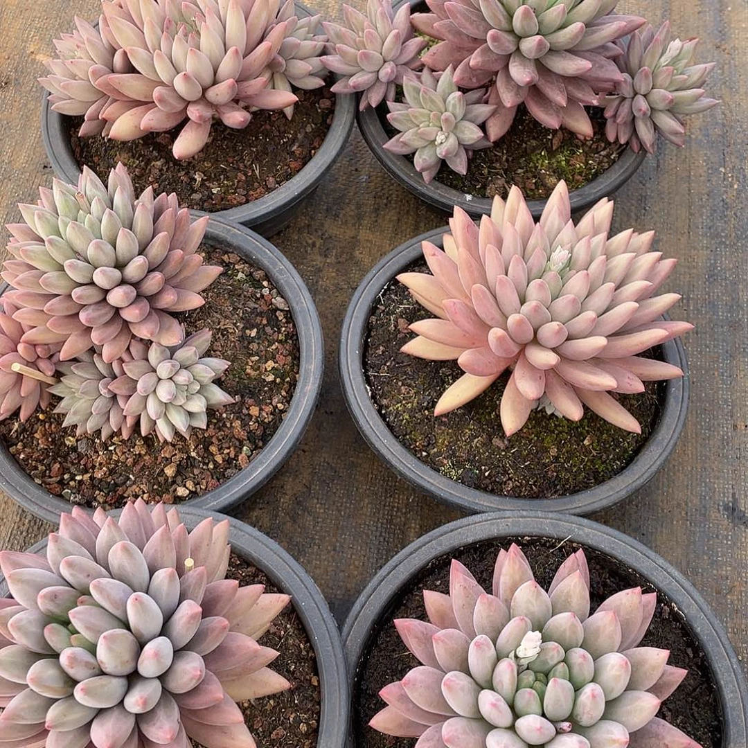 水晶球控养15厘米可挑