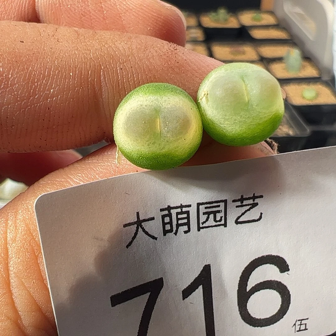一物一拍。    716