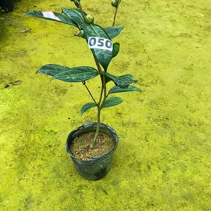 无花朵新世纪。 050。
