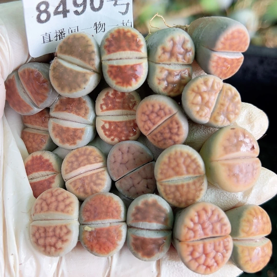 8490 好养易活生石花大母本20个1.5cm左右