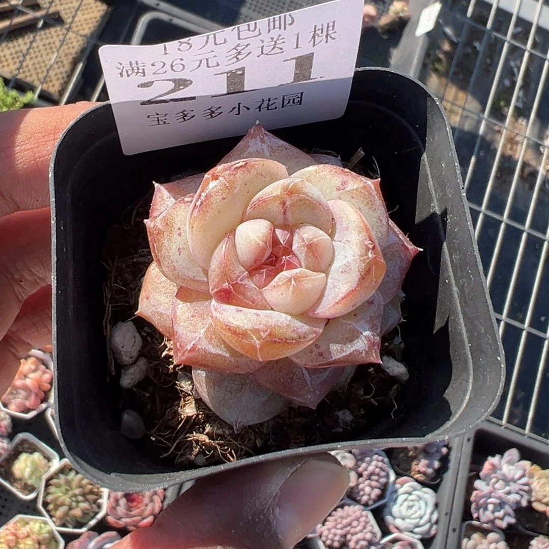 211号粉钻珍妮一物一拍 满18包邮满26送一颗多肉