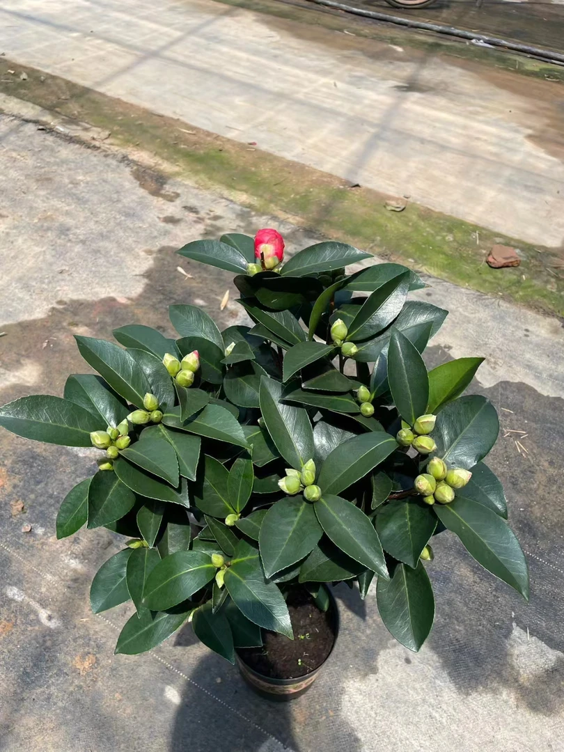 原生山茶花盆栽带花苞四季开花室内好养花卉植物