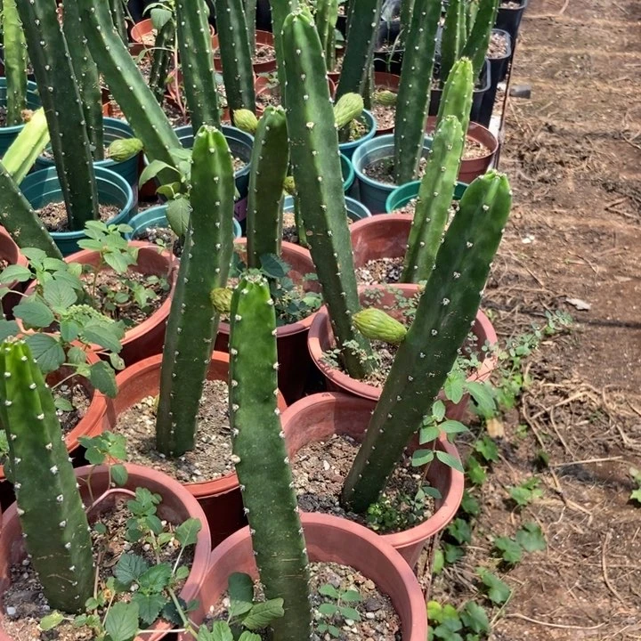 仙人球红花秀普带花苞一个