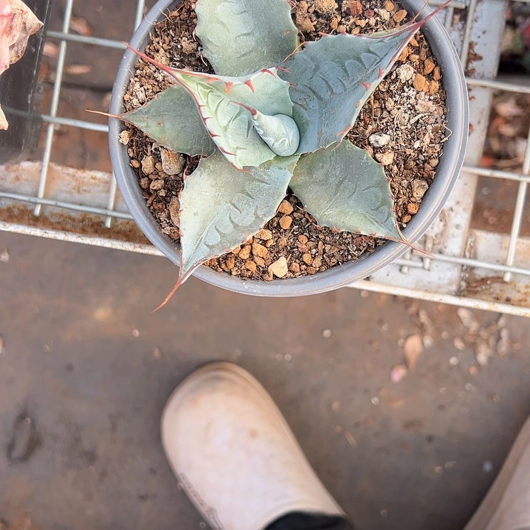 精品龙舌兰一物一拍