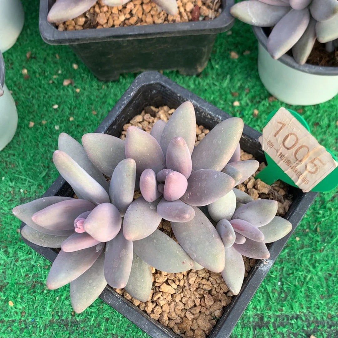 企鹅无砍一物一拍1005