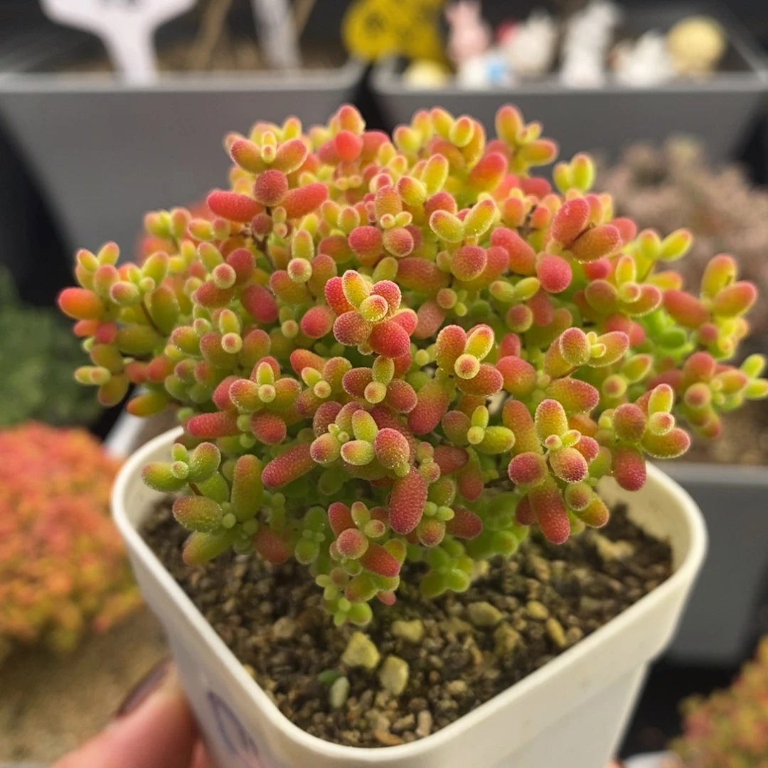 完全开放13号蜜橘糖球（6.5cm）