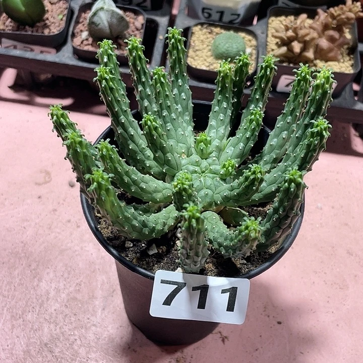 711实生大九头龙块根