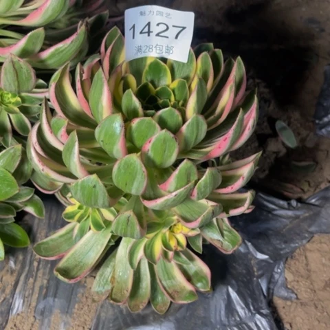 青莲多肉多肉1427