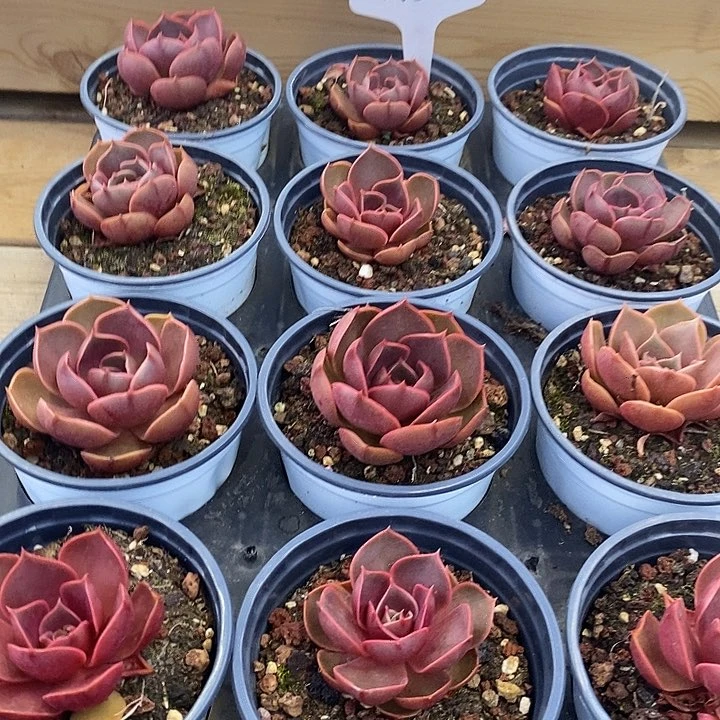 红灯单头6米福利