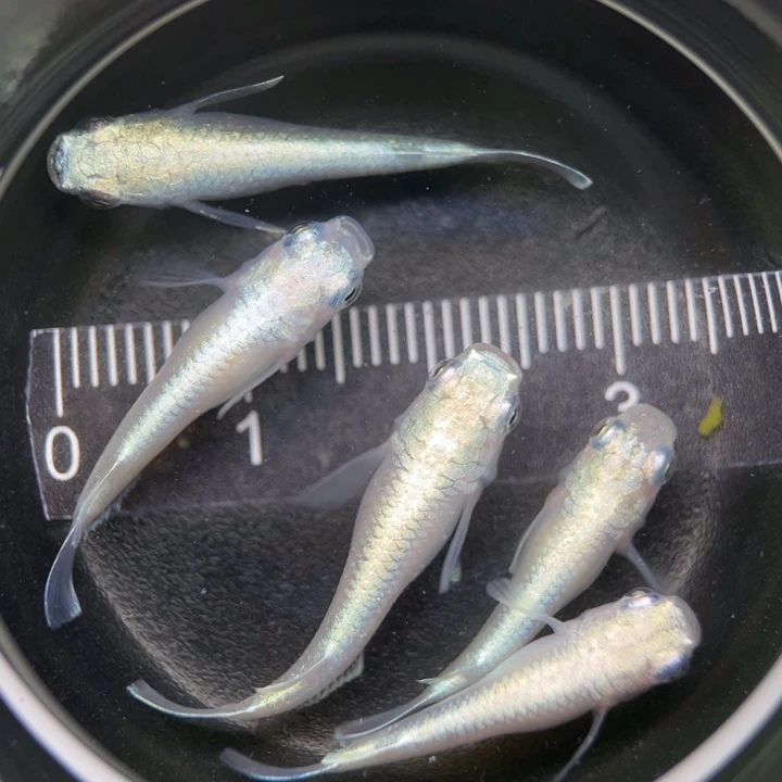 海水鱼短体白珍珠29号