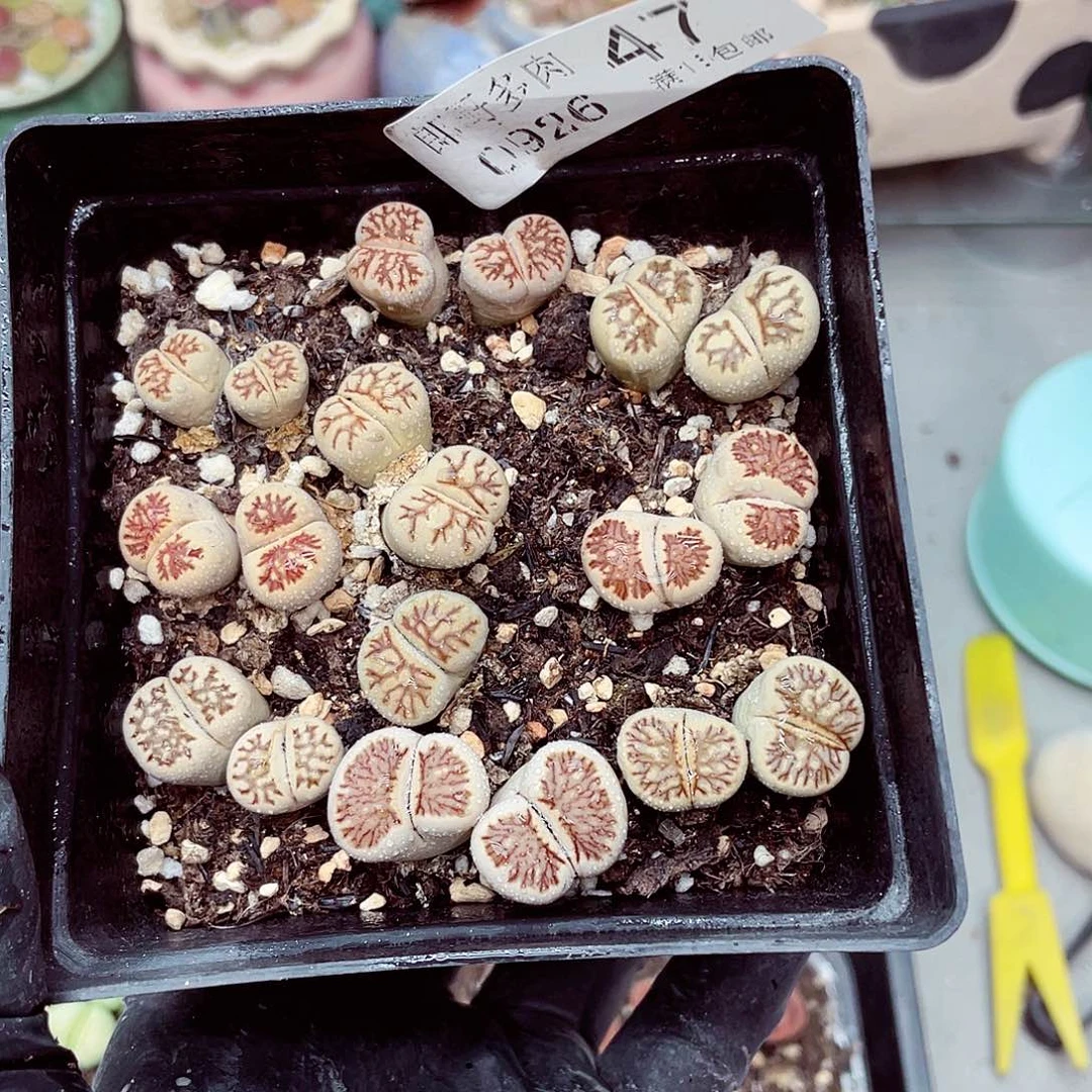 生石花满18包邮0926-47