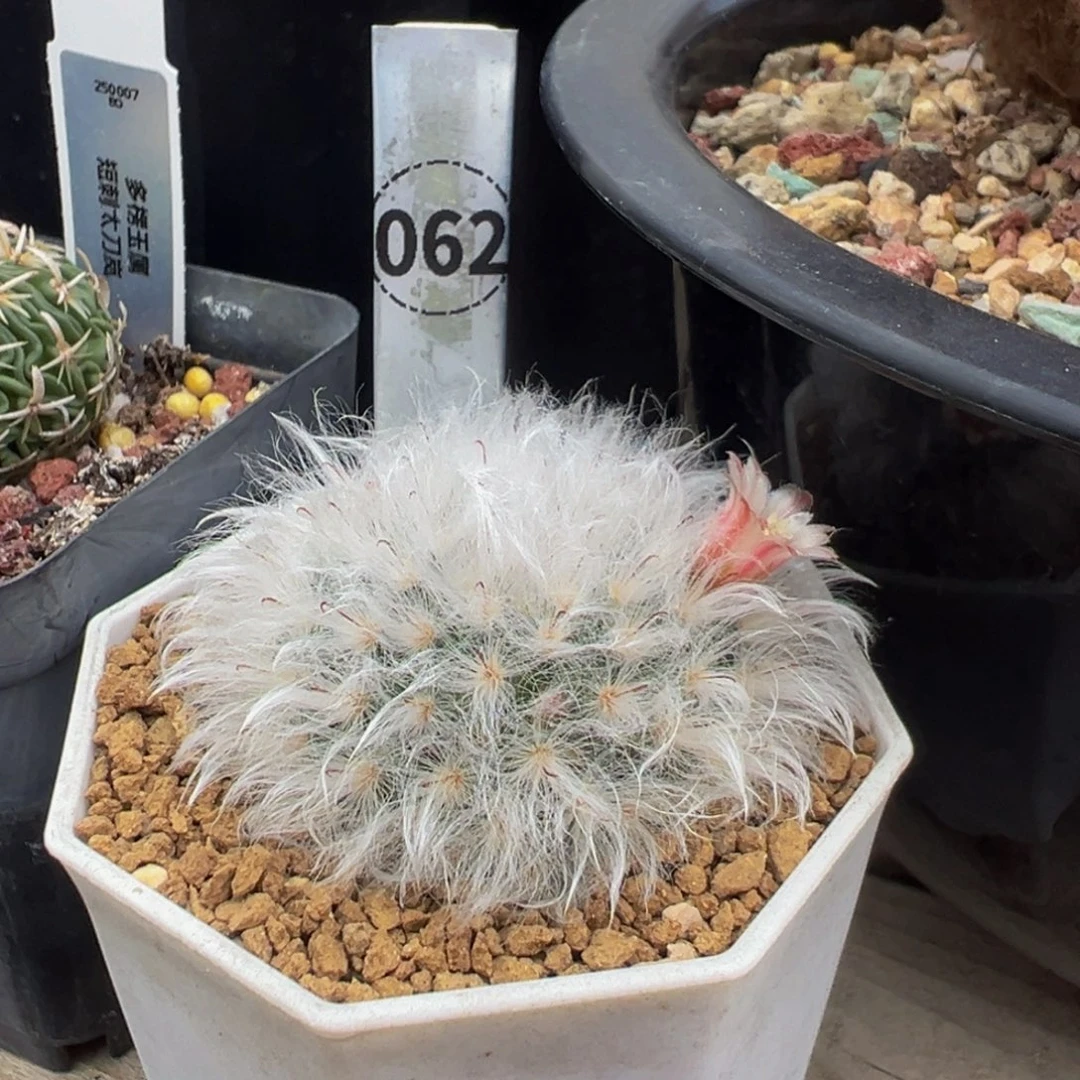 伏***。62实生根多肉植物带盆土实生根