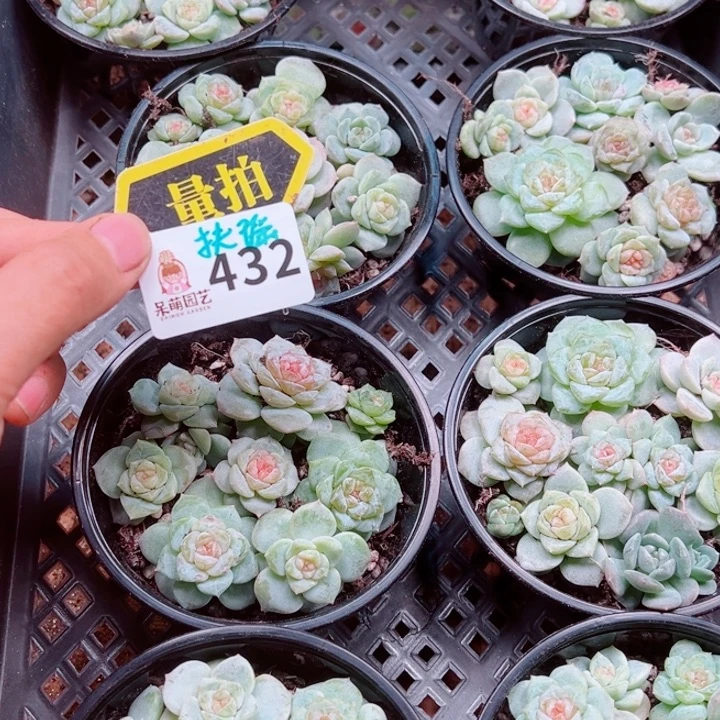 多肉植物多肉植物