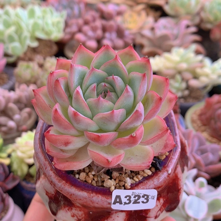 一物一拍含盆土满38包邮A323