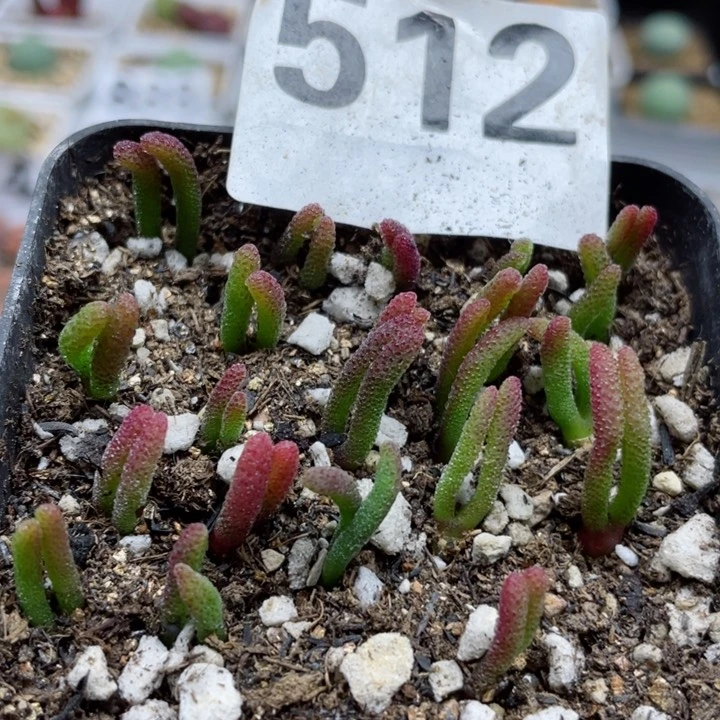 512小兔子20颗一包土