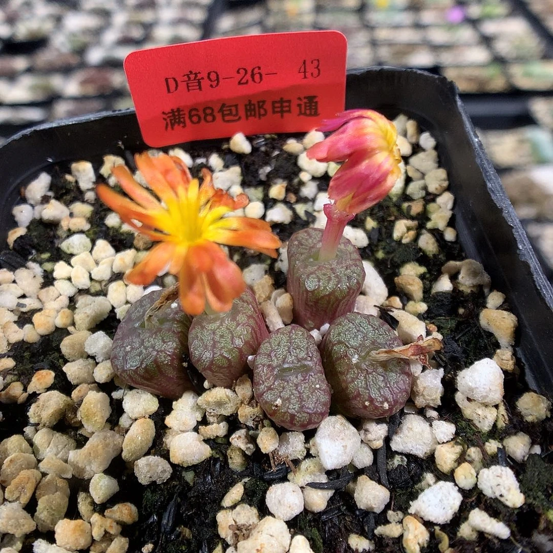 9-26-43 双色花火炬铜壶