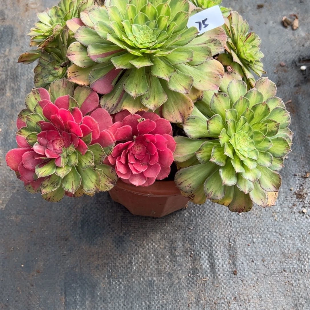 75知否多肉多肉多肉多肉