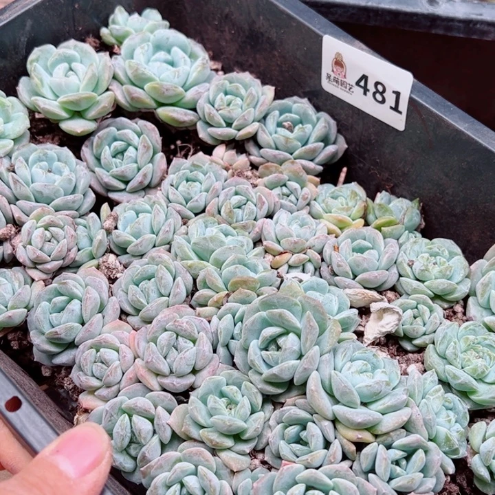 九***煊多肉植物多肉植物