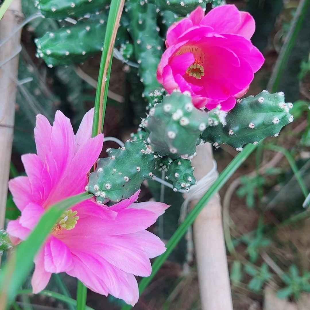 水仙情郎 3个侧芽 满20包邮
