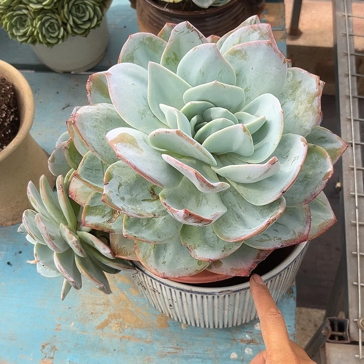 晨语多肉，一物一拍奶茶