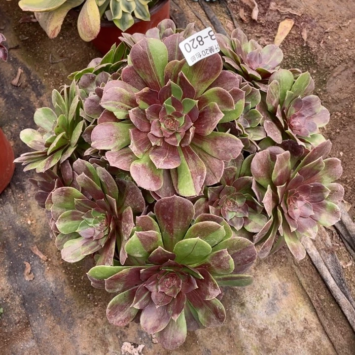 820花月夜多肉123447889