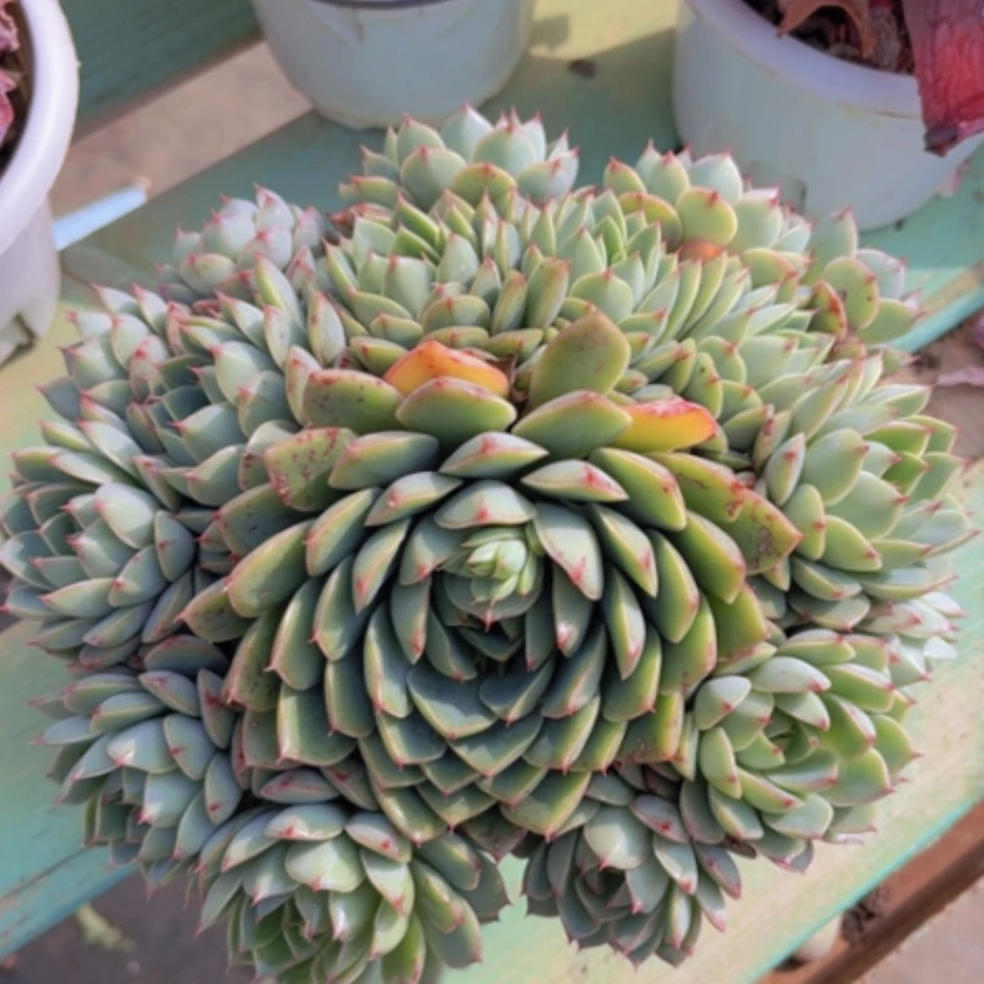 【闪购商品】笨吧杂大合锦08187