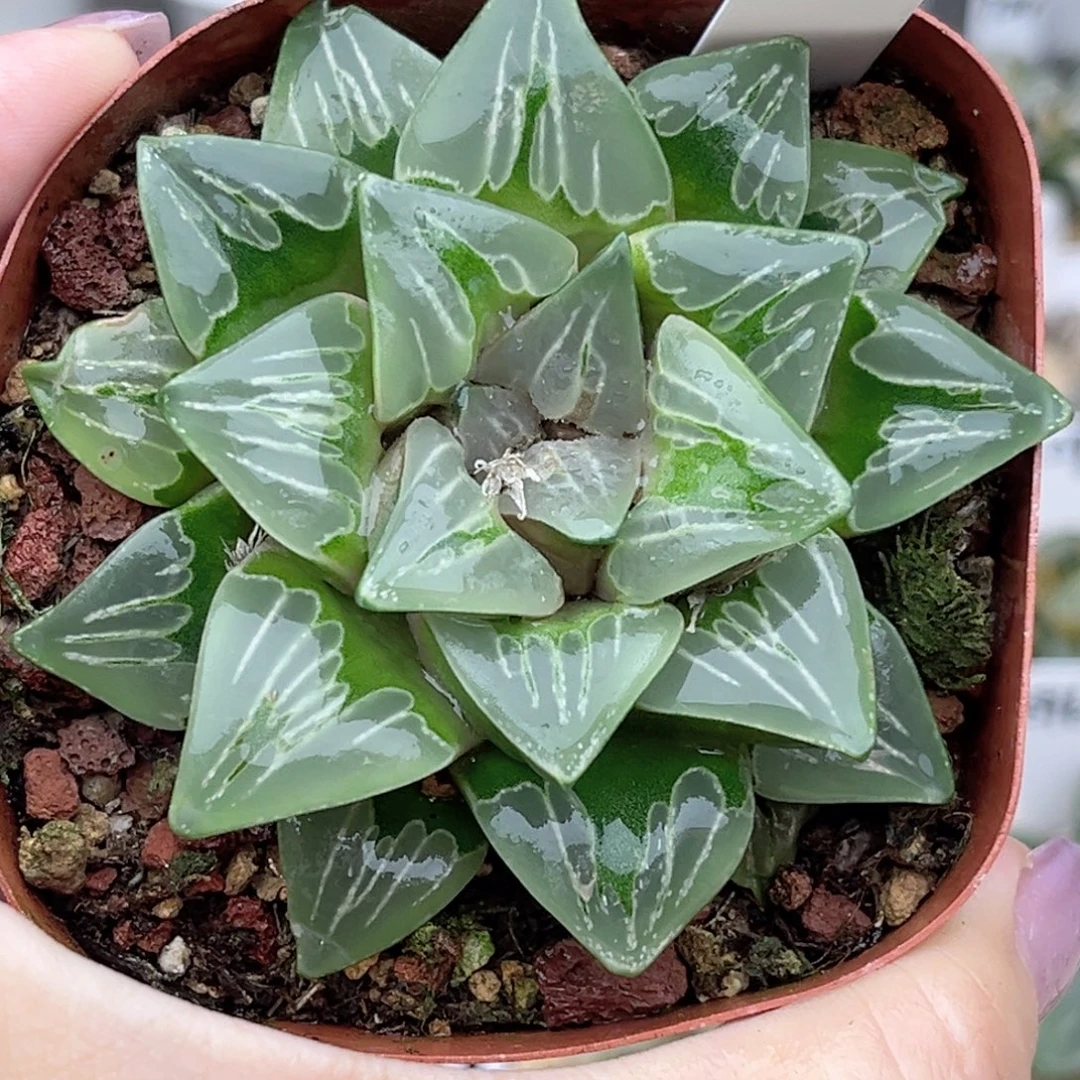63绿玻璃福利专场