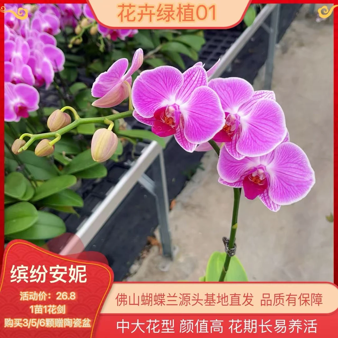 九仙嶂A3【缤纷安妮】高端蝴蝶兰室内花卉