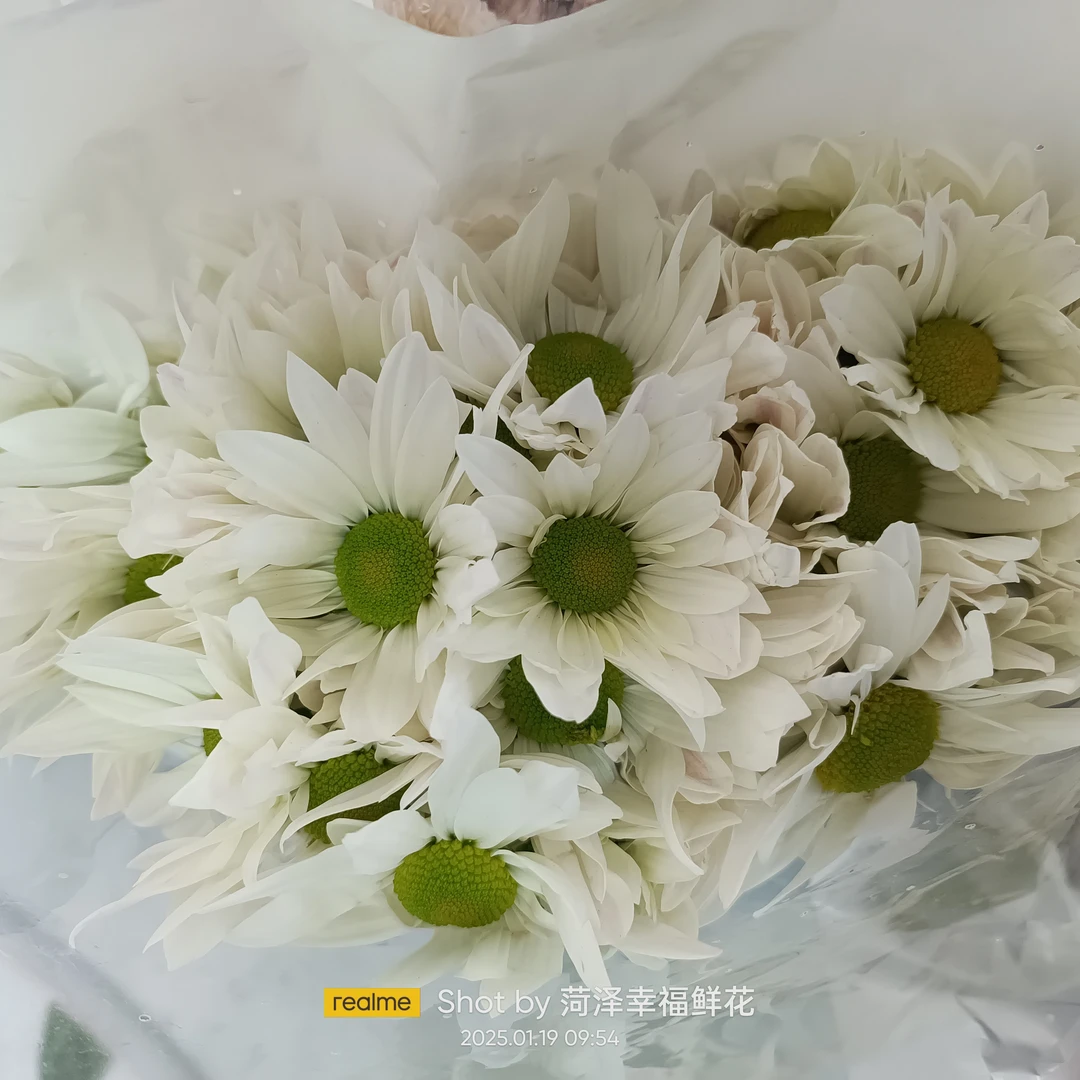 【白蝶雏菊10支】满25元京东包邮到家