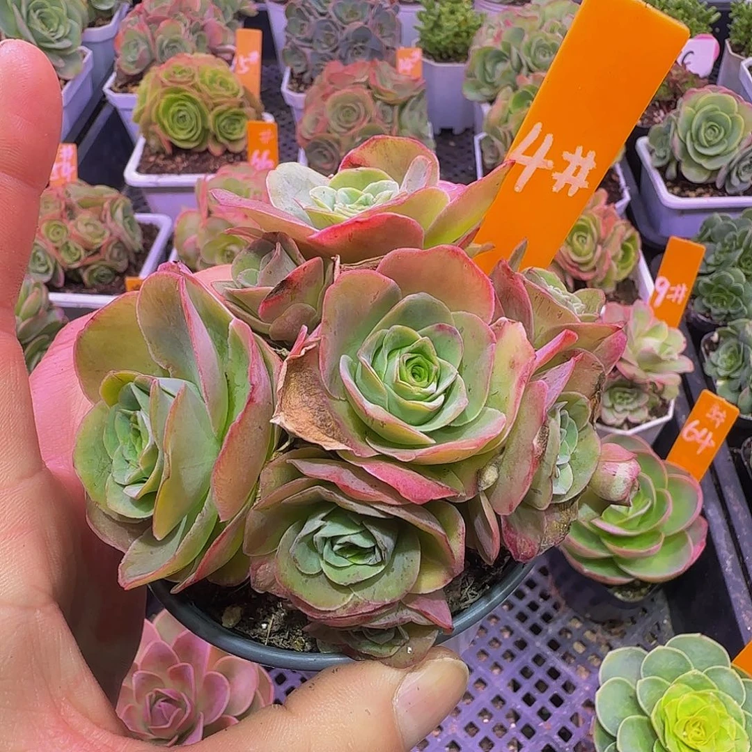 醉红颜 非偏远包邮