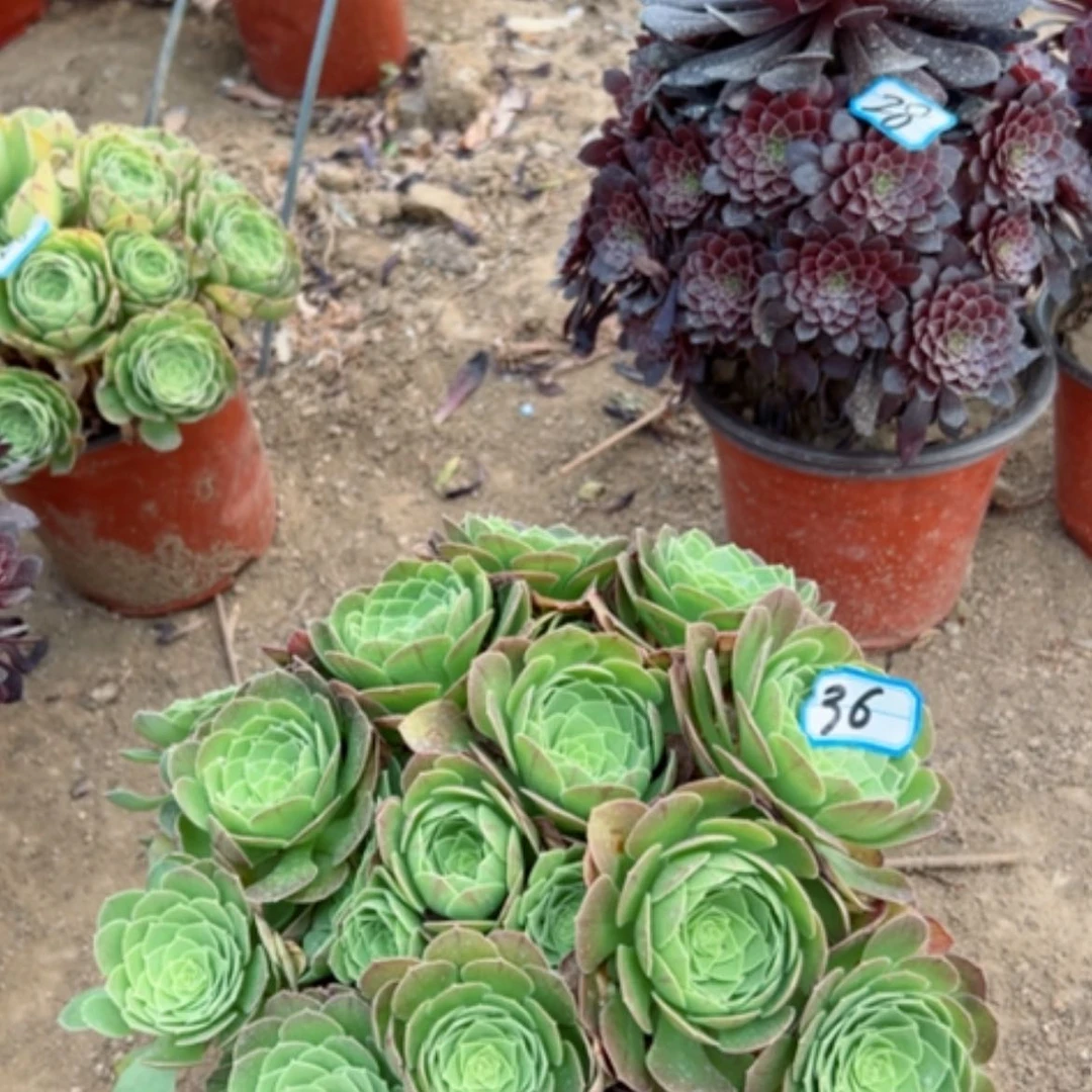 【闪购商品】多肉植物圣罗兰36
