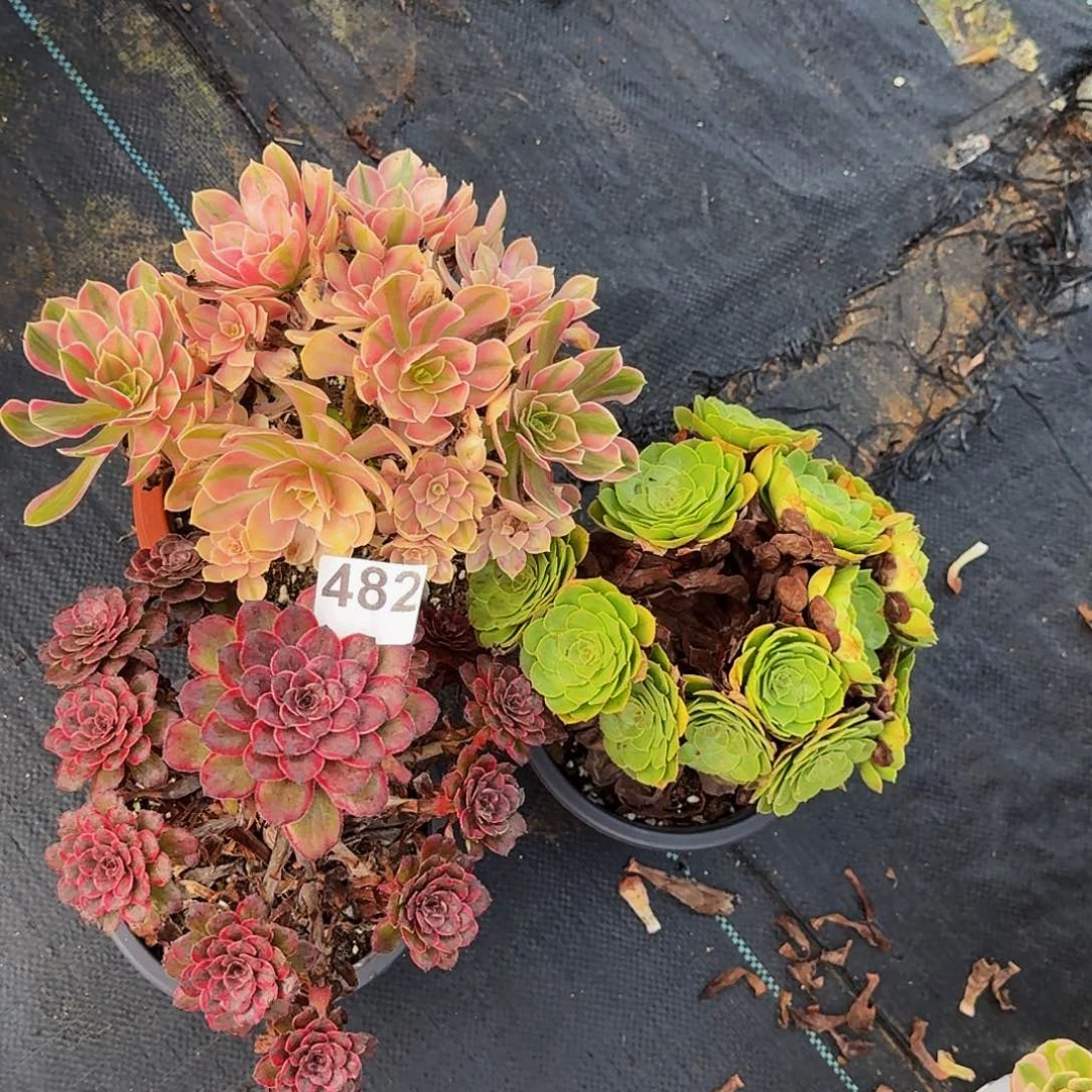 482男神万圣节丛林三颗