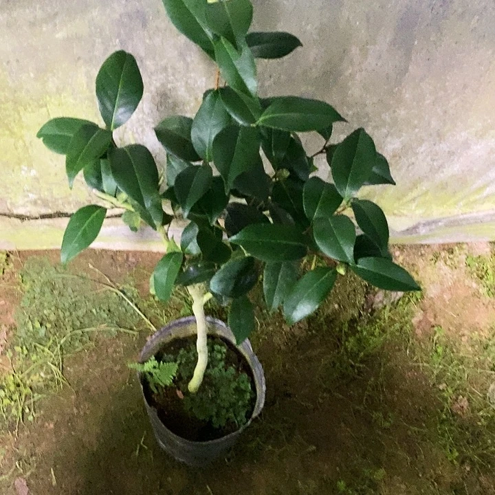 无花朵云斑。