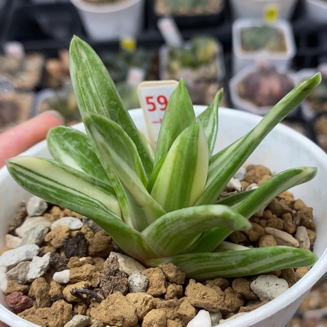 596瑞鹤锦一物一拍