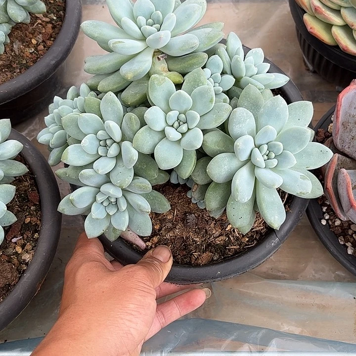 发货多肉植物一物一拍